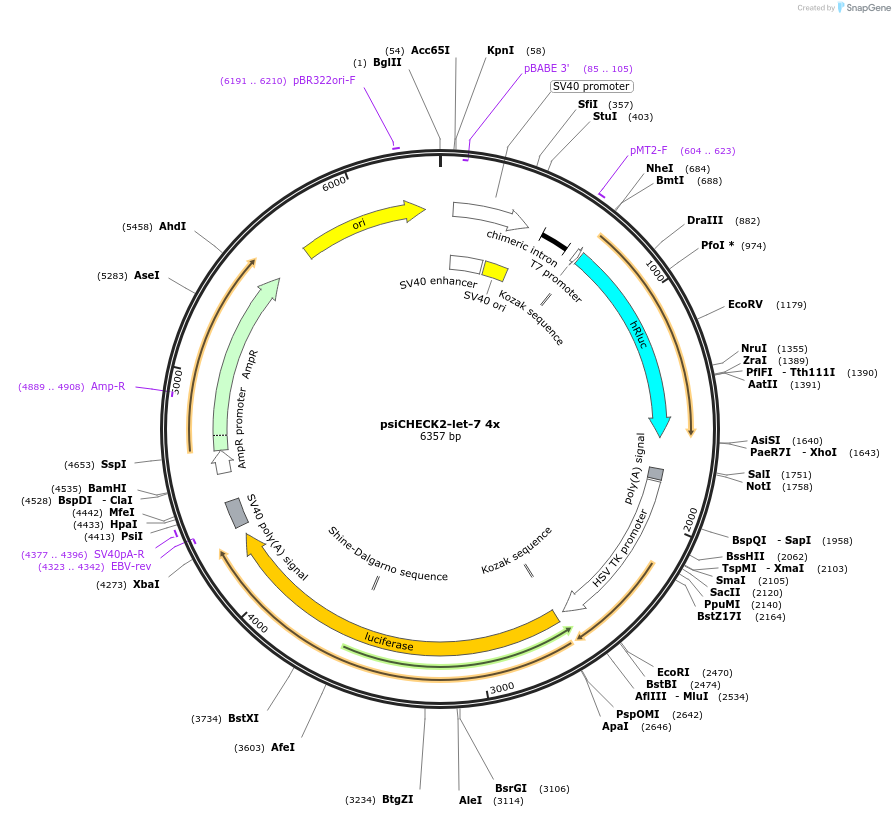 20930-plasmid-map-sequence-id-390788