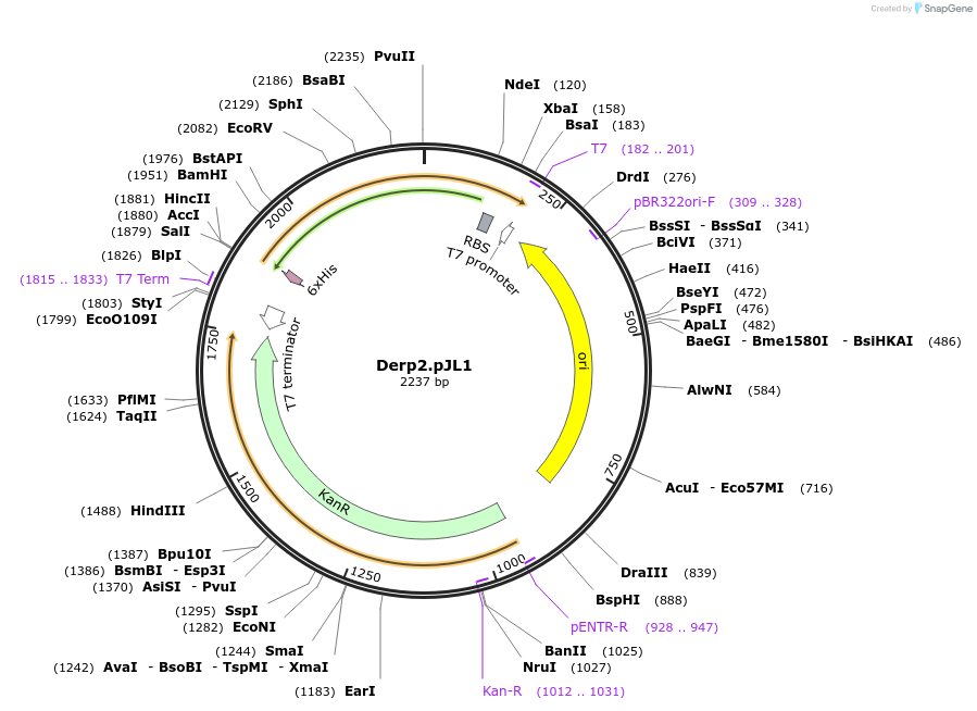 199116-plasmid-map-sequence-id-390794