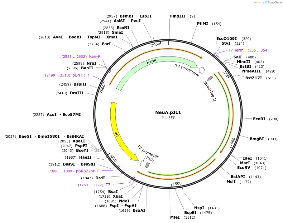 199115-plasmid-map-sequence-id-390797
