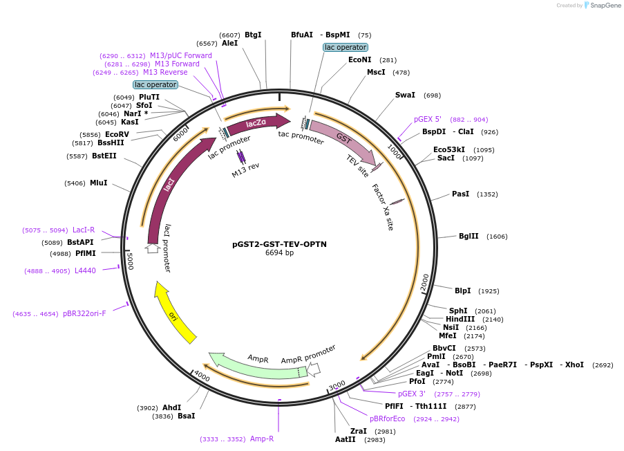 198428-plasmid-map-sequence-id-390802