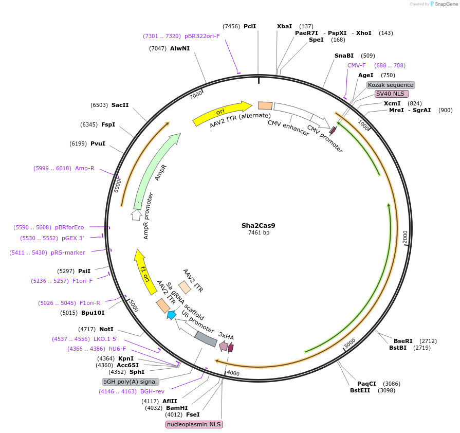 192140-plasmid-map-sequence-id-390937