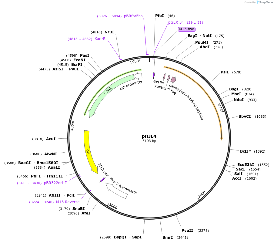 199379-plasmid-map-sequence-id-390947