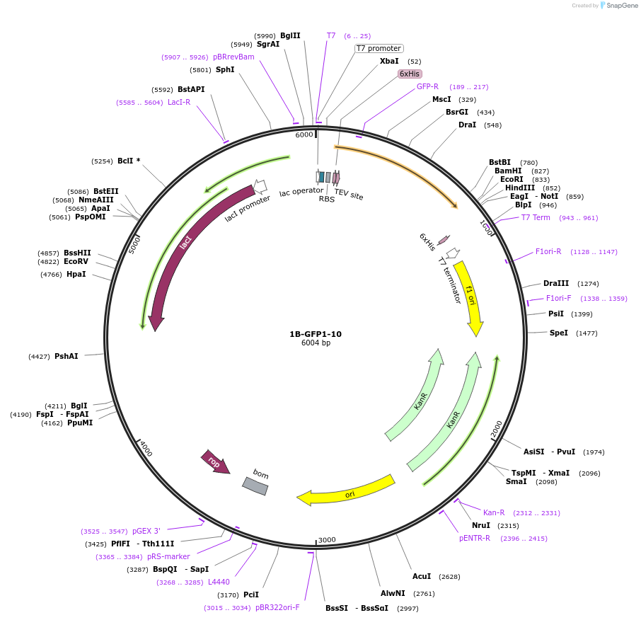193867-plasmid-map-sequence-id-390949