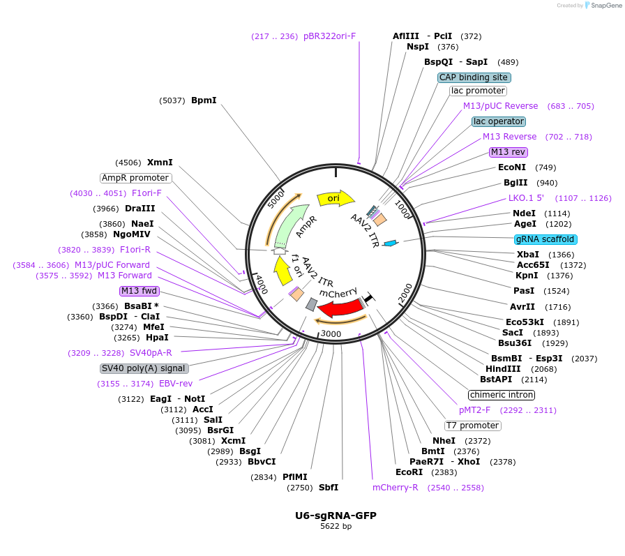 200068-plasmid-map-sequence-id-390982
