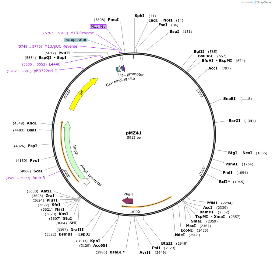 198779-plasmid-map-sequence-id-390985
