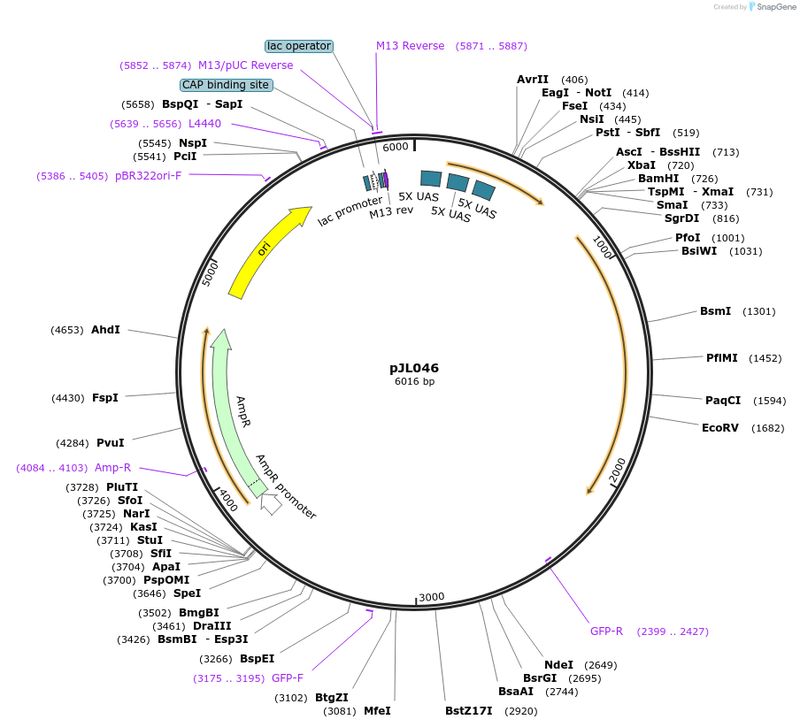 198807-plasmid-map-sequence-id-390993