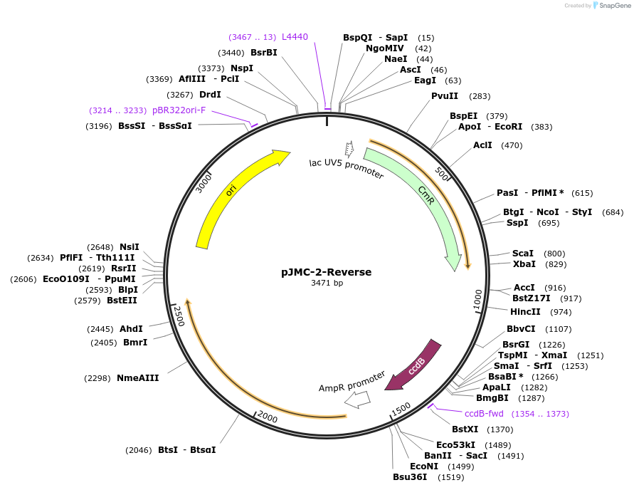 197801-plasmid-map-sequence-id-390994
