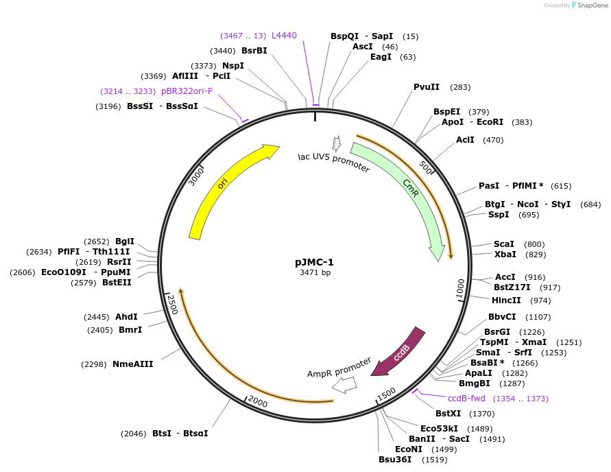 197786-plasmid-map-sequence-id-390996