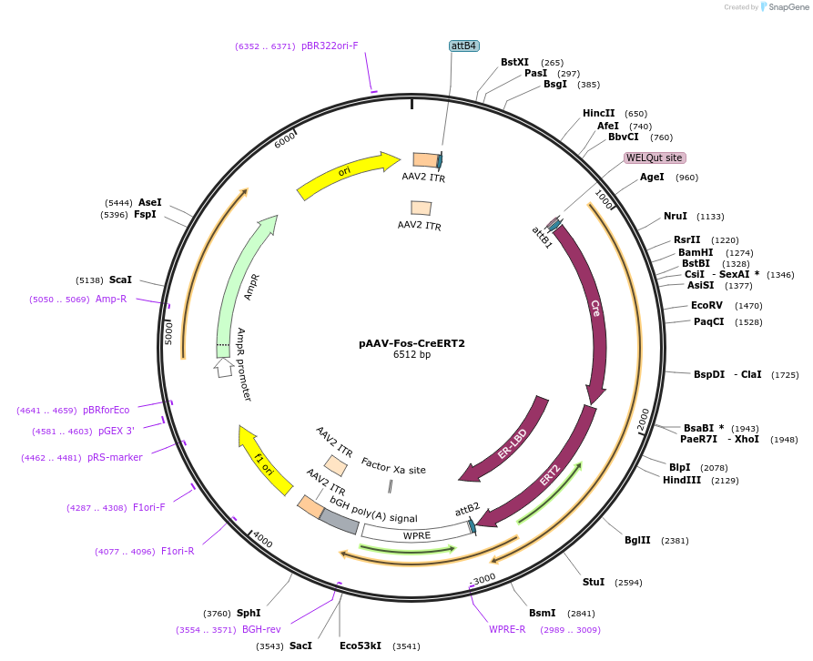 194643-plasmid-map-sequence-id-391007