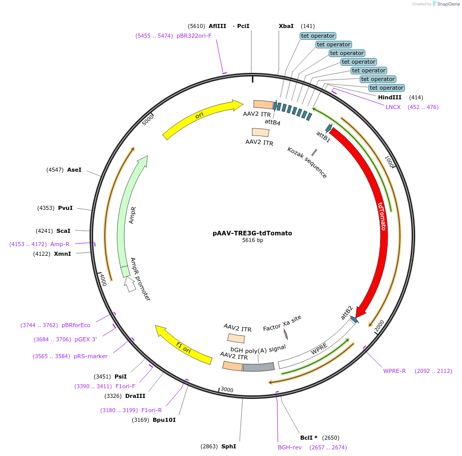 194644-plasmid-map-sequence-id-391009