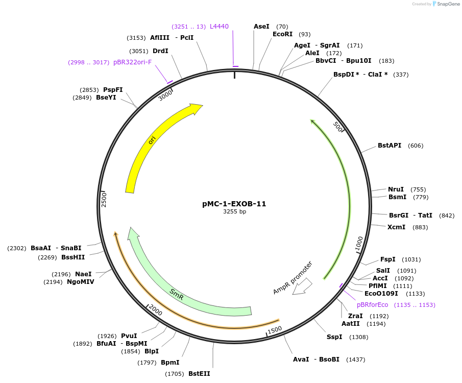 197688-plasmid-map-sequence-id-391015