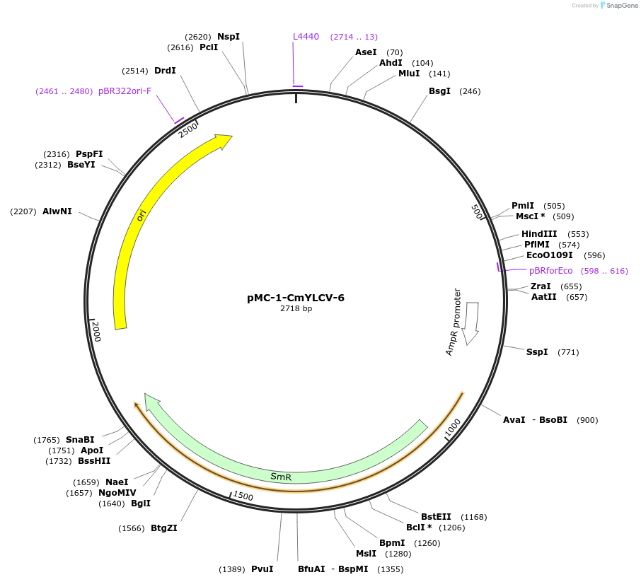 197699-plasmid-map-sequence-id-391027