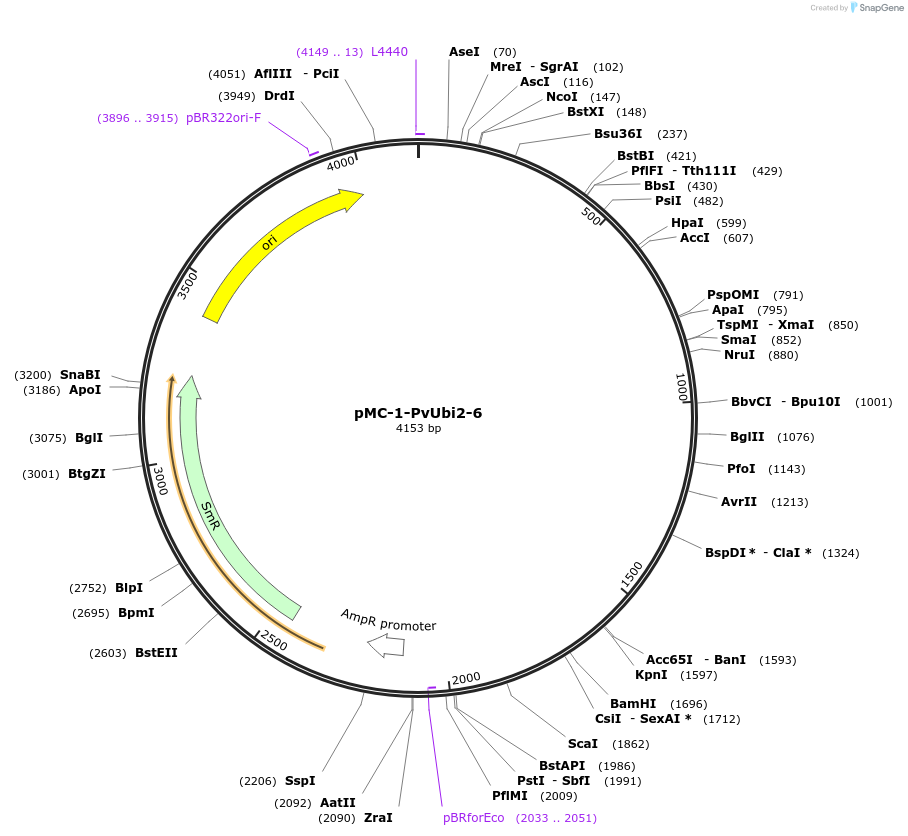 197706-plasmid-map-sequence-id-391034
