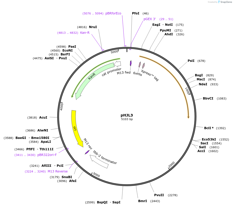 199378-plasmid-map-sequence-id-391040