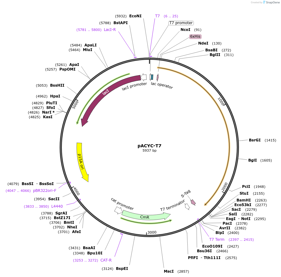 41187-plasmid-map-sequence-id-391042