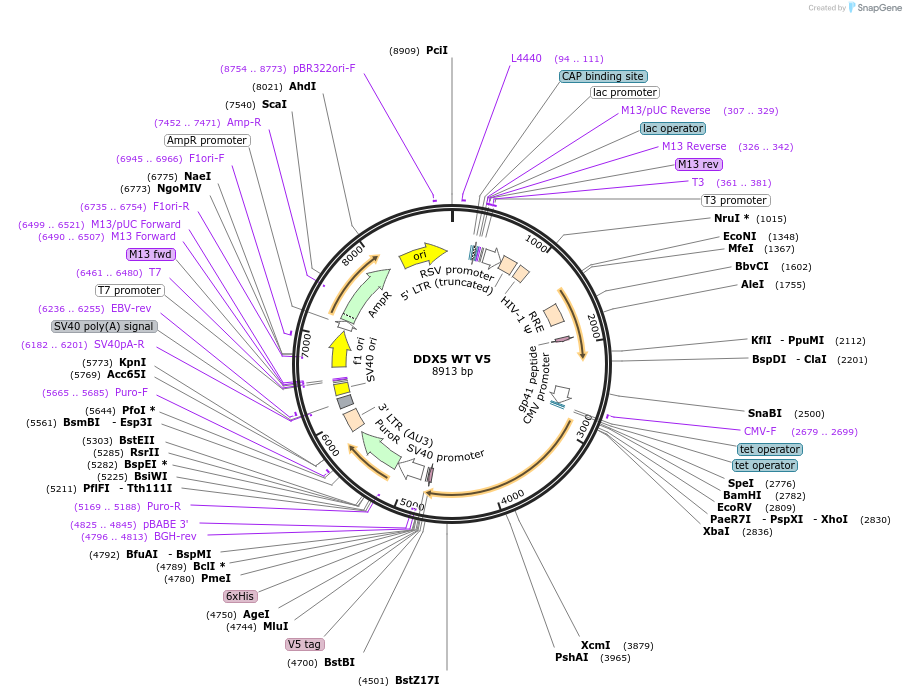 199576-plasmid-map-sequence-id-391046
