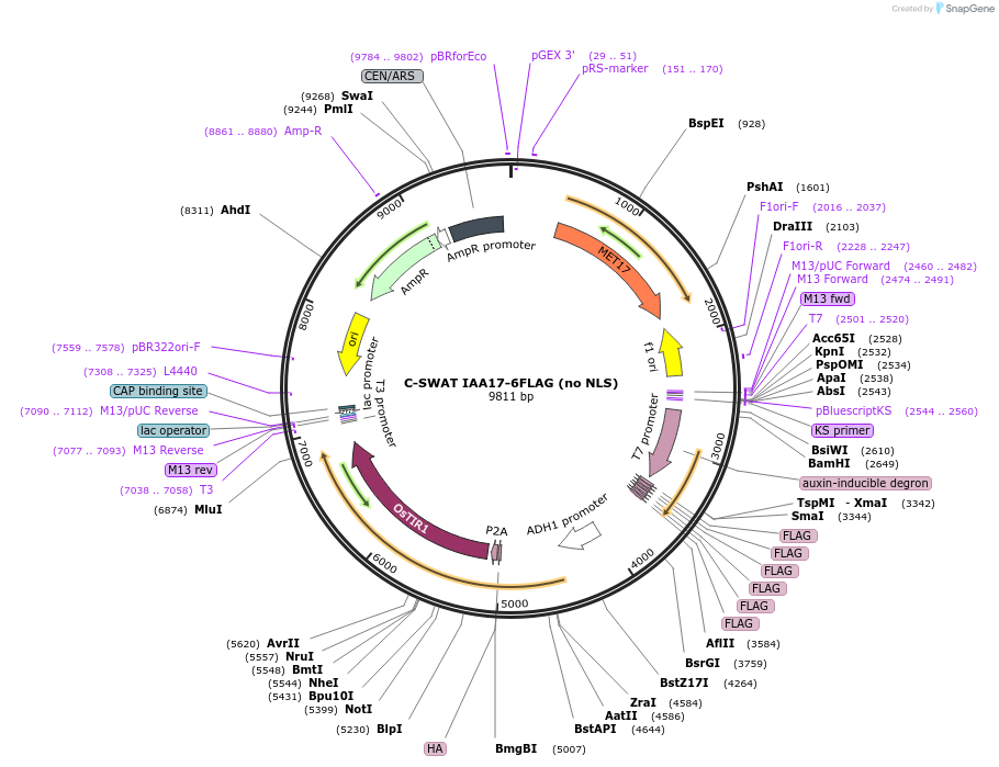 193322-plasmid-map-sequence-id-391047