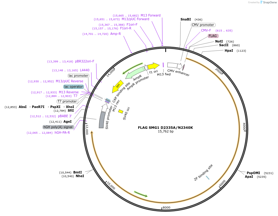199575-plasmid-map-sequence-id-391052