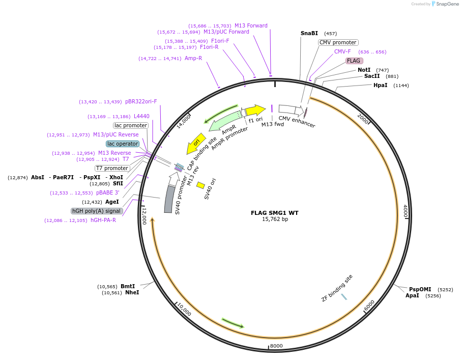 199573-plasmid-map-sequence-id-391054