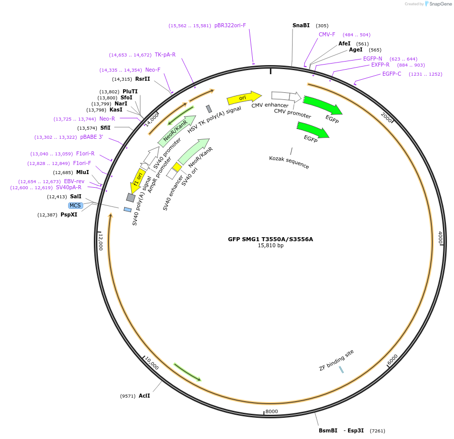199572-plasmid-map-sequence-id-391055