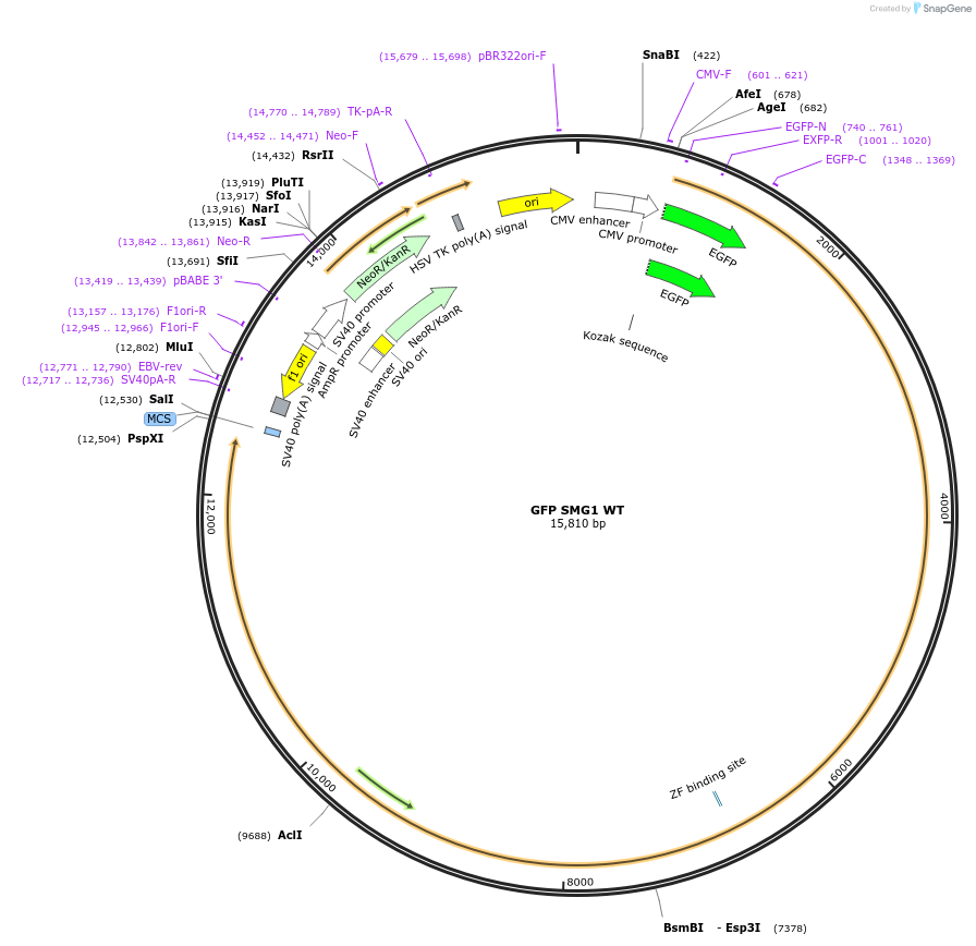 199571-plasmid-map-sequence-id-391056