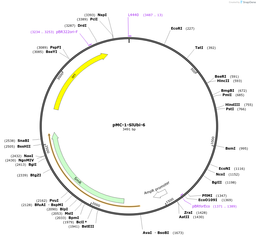 197709-plasmid-map-sequence-id-391061