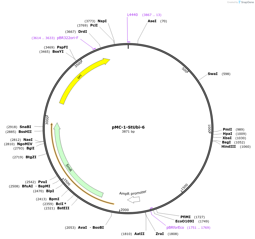 197710-plasmid-map-sequence-id-391062
