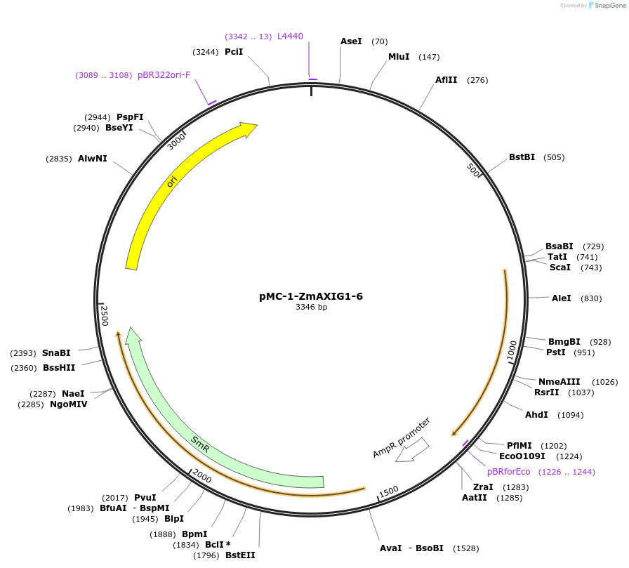 197711-plasmid-map-sequence-id-391063