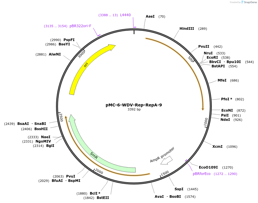 197716-plasmid-map-sequence-id-391067