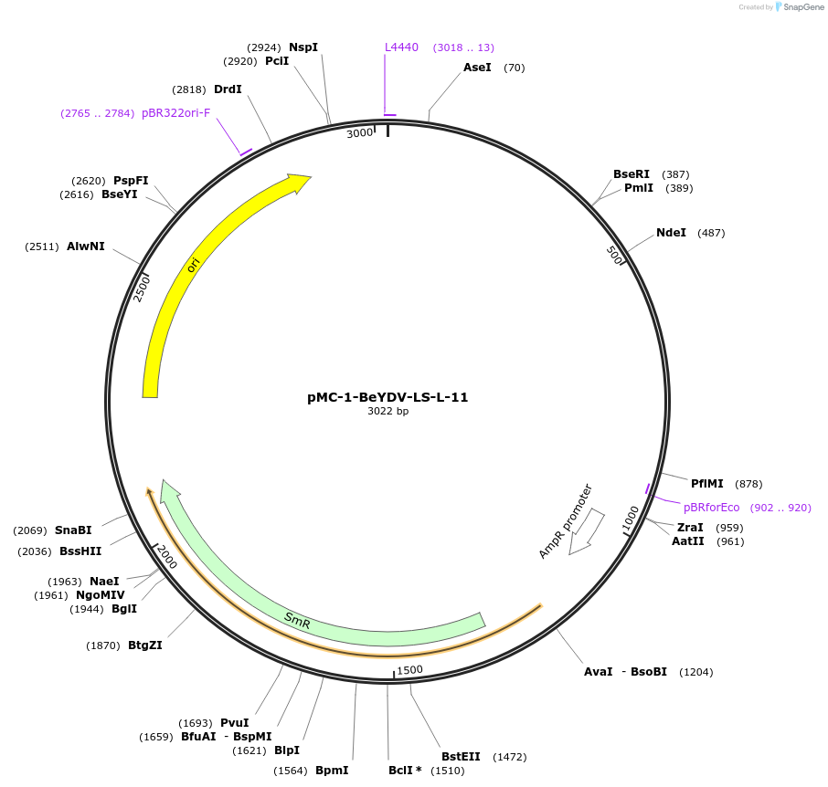 197717-plasmid-map-sequence-id-391068
