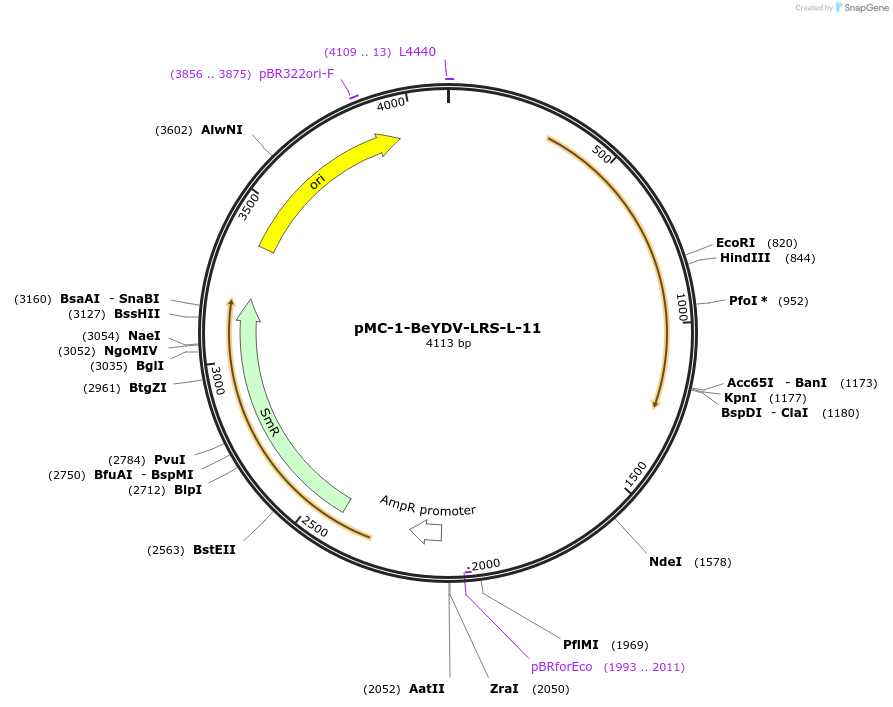 197718-plasmid-map-sequence-id-391069