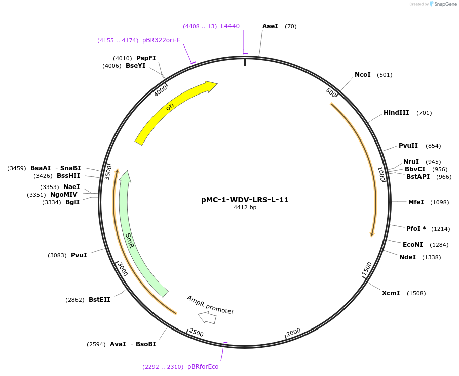 197720-plasmid-map-sequence-id-391070
