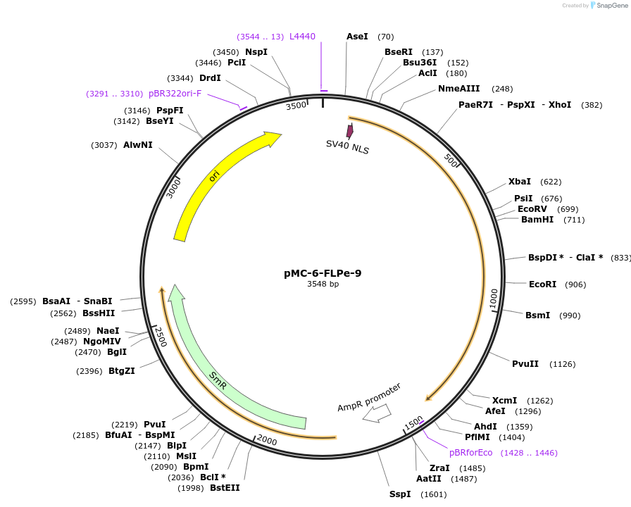 197724-plasmid-map-sequence-id-391074