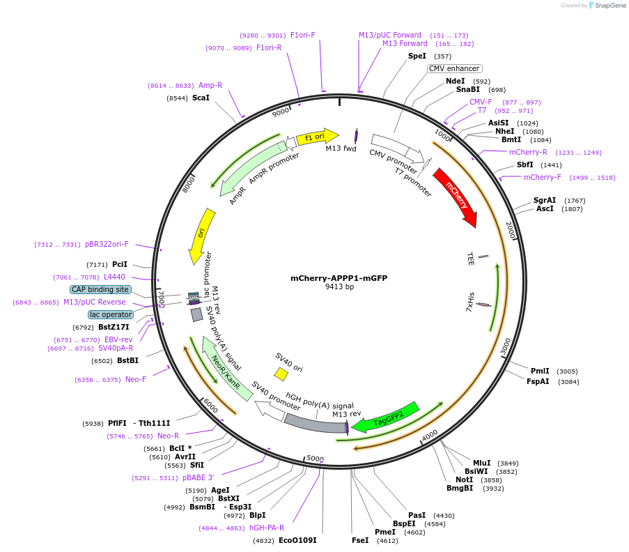 196705-plasmid-map-sequence-id-391079