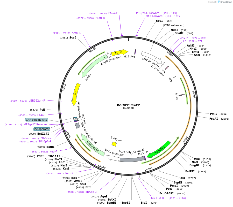 196696-plasmid-map-sequence-id-391081