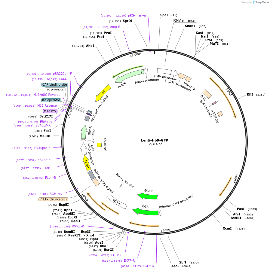 37080-plasmid-map-sequence-id-391082