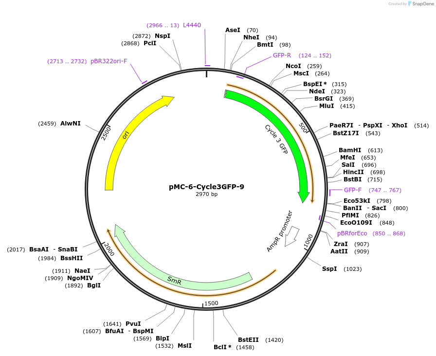 197732-plasmid-map-sequence-id-391085