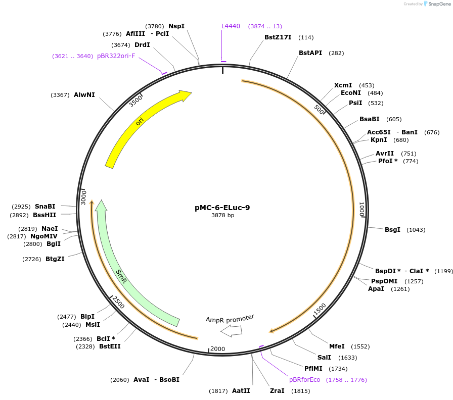 197736-plasmid-map-sequence-id-391088