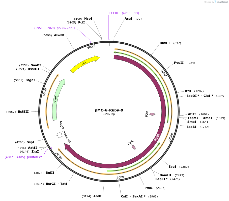 197740-plasmid-map-sequence-id-391093