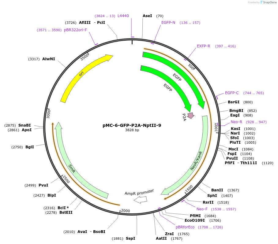 197741-plasmid-map-sequence-id-391094