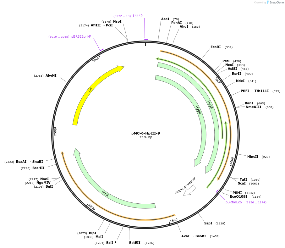 197743-plasmid-map-sequence-id-391096