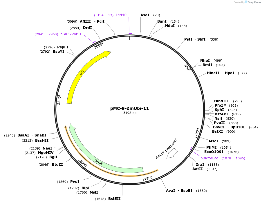 197777-plasmid-map-sequence-id-391101