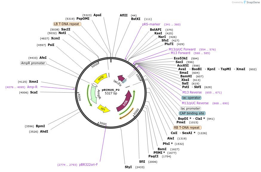 194344-plasmid-map-sequence-id-391105
