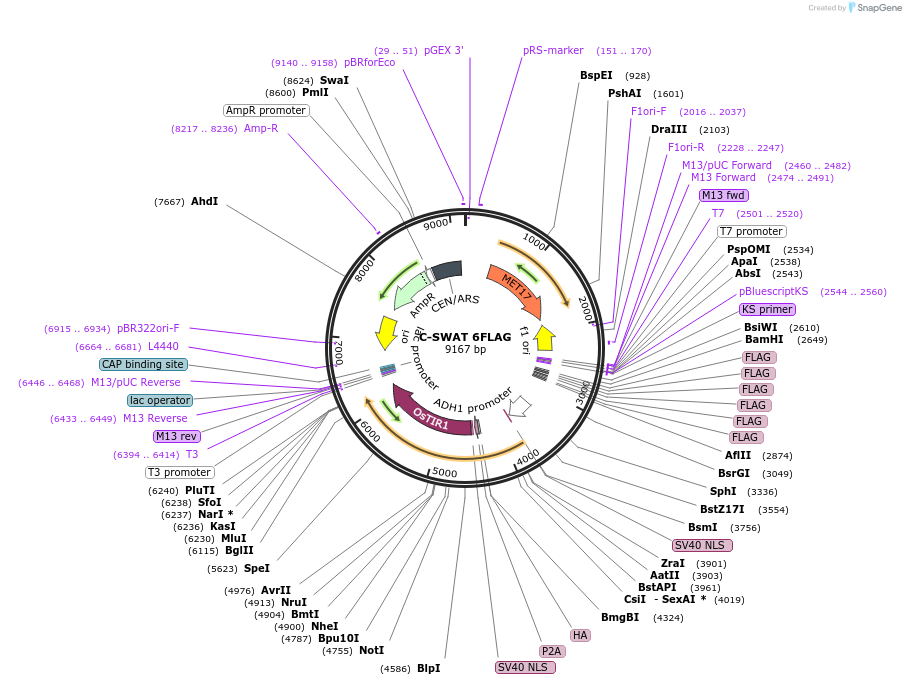 182509-plasmid-map-sequence-id-391106