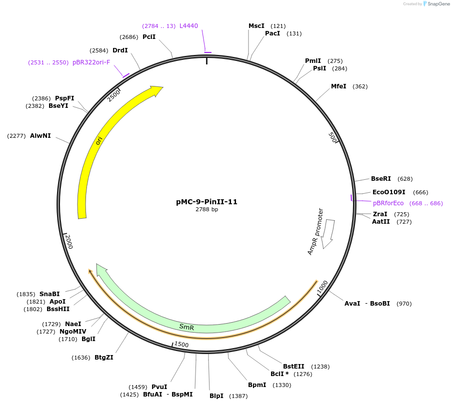 197769-plasmid-map-sequence-id-391113
