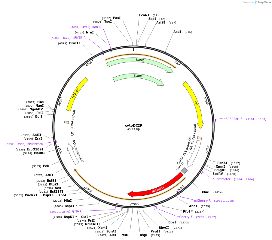 193861-plasmid-map-sequence-id-391140