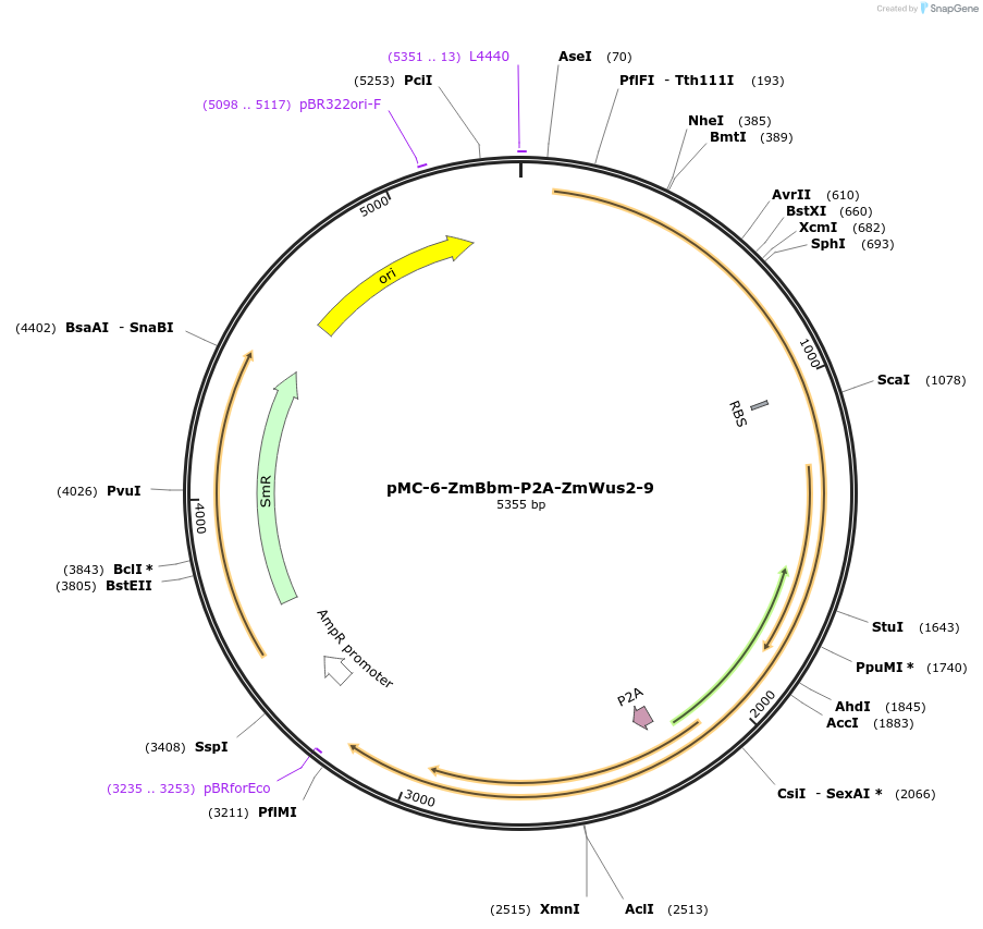 197750-plasmid-map-sequence-id-391144