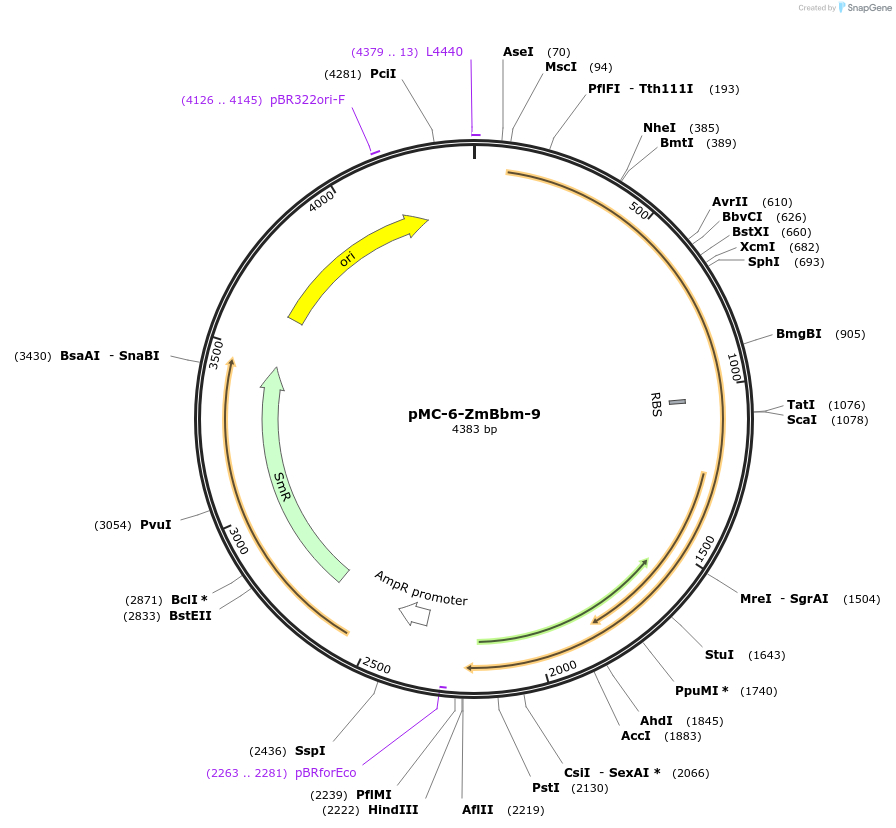 197748-plasmid-map-sequence-id-391147