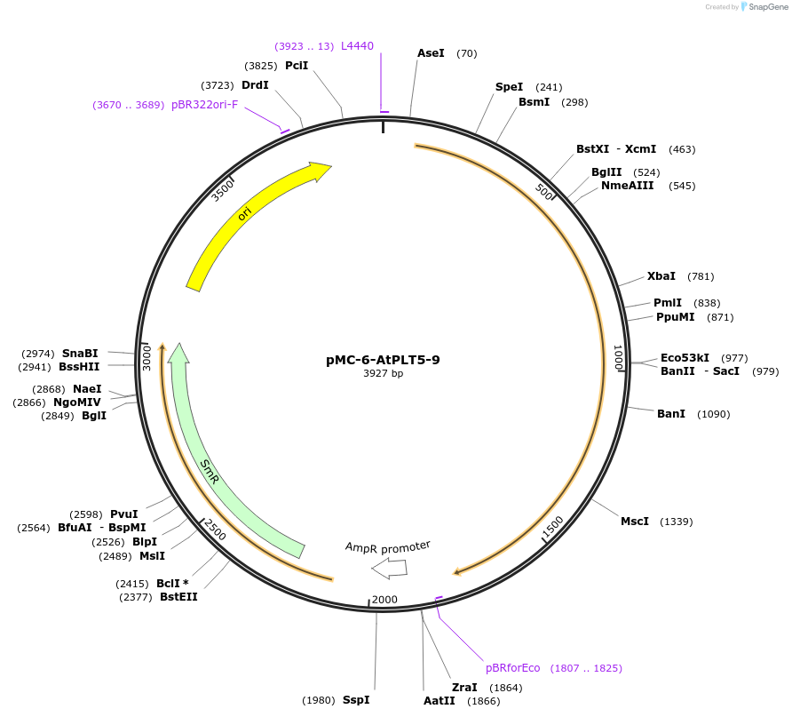 197745-plasmid-map-sequence-id-391148