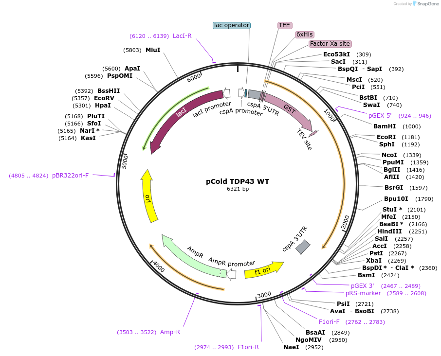 27451-plasmid-map-sequence-id-391156